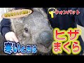 ウォンバットの冬 外で遊んできた後は飼育員さんのヒザの上で甘えまくり