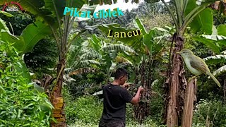 cara pikat burung prenjak lumut dengan mudah pakai cara seperti ini akan dapat banyak