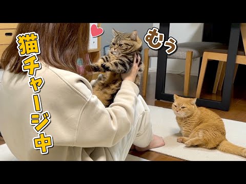 ママに迫られてどんどん顔が潰れていく猫が可愛すぎる！笑