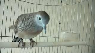 piyik perkutut Bangkok umur 4 bulan belajar Tarik Suara