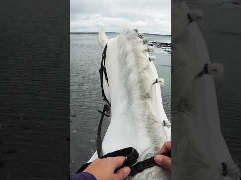 Video: Morab Horse