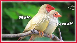 Tips for Keeping and Breeding STAR FINCHES, Aviary Birds