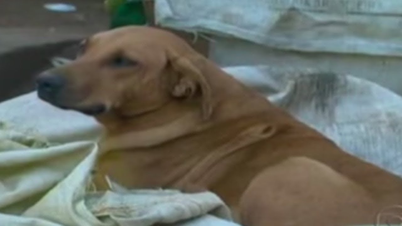 eldad hagar interview Incredible Dog Travels Four Miles Every Night Just To Feed Her Friends