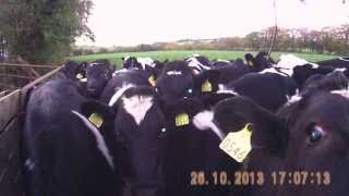 Cows With Evil Eyes , Licks Camera . Cows In Ireland