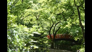京都・北野天満宮　公開中止の御土居の青モミジが光り輝く