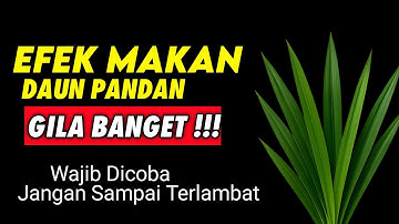 7 FAKTA DAUN PANDAN YANG JARANG DIKETAHUI - EFEK DAUN PANDAN GILA BANGET!!