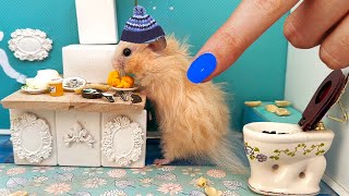 Secret Life of my Hamster 😨 Building Underground House with Four Rooms for Pets! by Like Amagic 28,783 views 2 months ago 10 minutes, 1 second