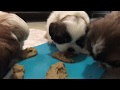 Cachorro prueba alimento por primera vez | La Casita de los Shih Tzu