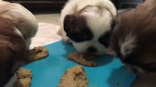 Cachorro prueba alimento por primera vez | La Casita de los Shih Tzu