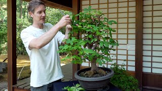 Summer Defoliation on Bonsai explained