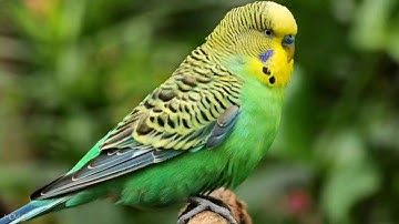 سورة النمل الآية 16 حتي الآية 23