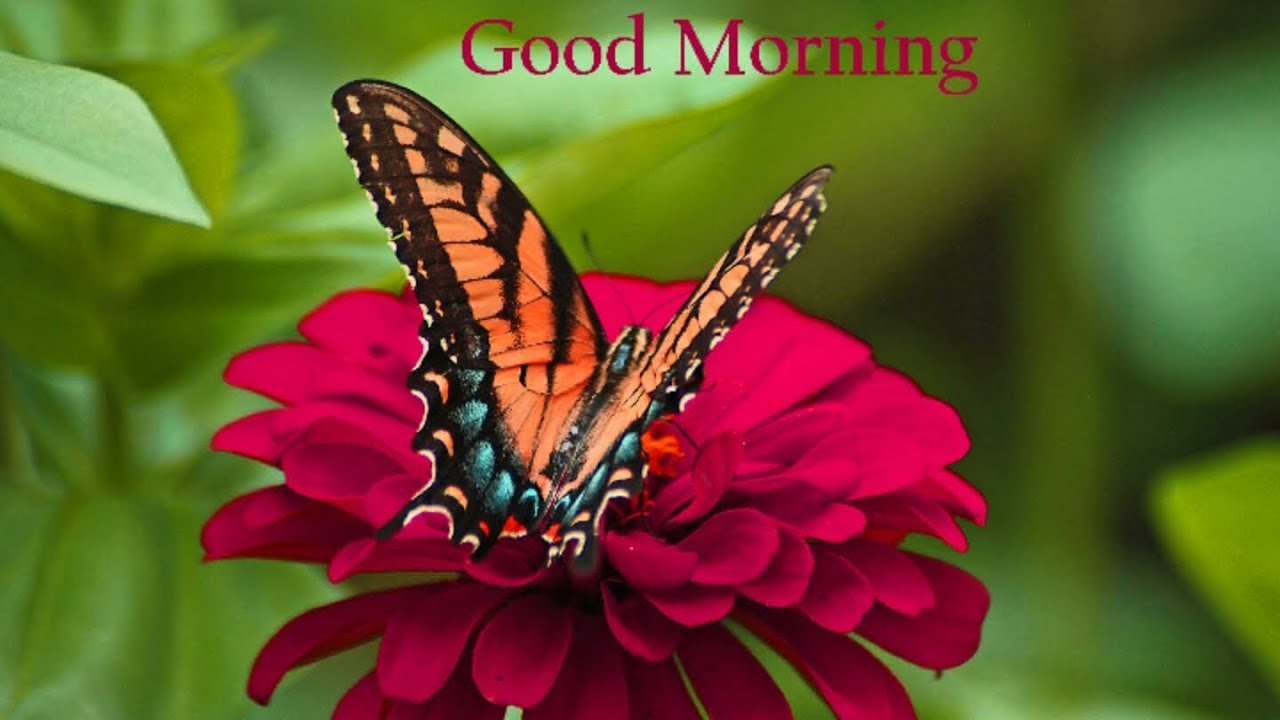 GOOD MORNING BUTTERFLY VIDEO | Good morning Status Video | Good ...