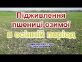 Підживлення пшениці озимої в осінній період