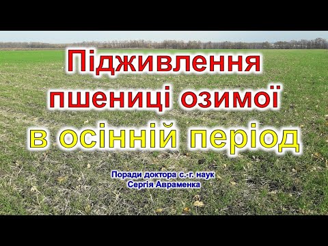 Підживлення пшениці озимої