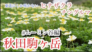 【山野草・高山植物】7月　秋田駒ヶ岳　ムーミン谷と呼ばれる場所