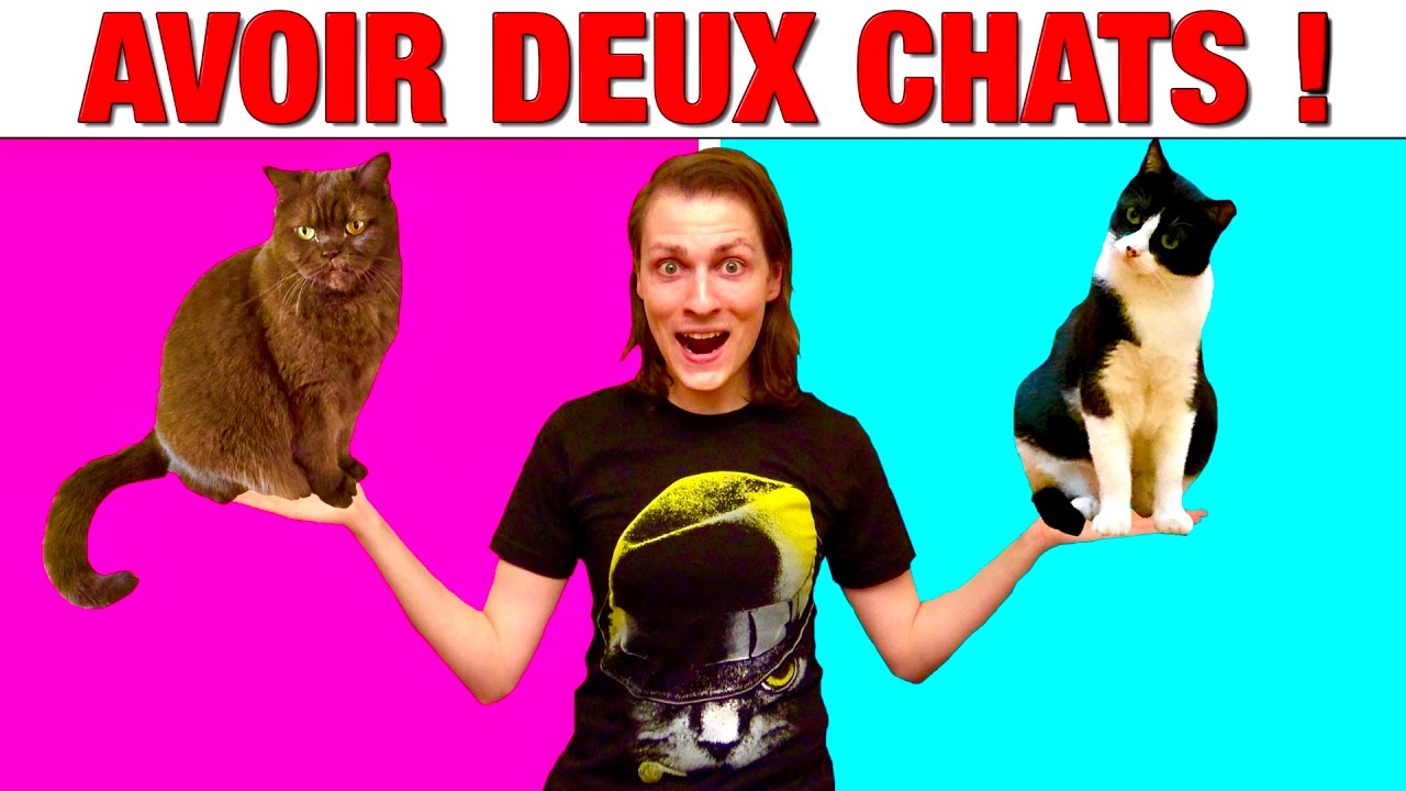 Avoir Deux Chats Delires De Max Youtube Avoir Deux Chats Delires De Max Youtube