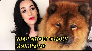 TUDO SOBRE MEU CHOW CHOW PRIMITIVO