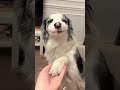 This dog has better manners than most people. #funny #dog #dogshorts #fyp #funnyvideo