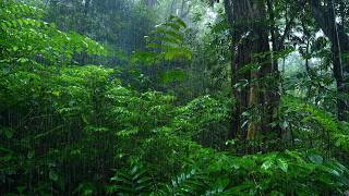 Fall Asleep Instantly in 3 Minutes with Best Rain Sounds - Rainforest Ambience for Insomnia Relief