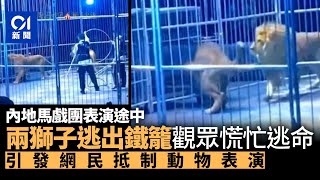 河南馬戲團獅子突逃出鐵籠　觀眾慌忙逃命　引發網民抵制動物表演 ｜即時中國｜馬戲團｜獅子