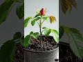 A Red Rose Blooming in Perfect Detail