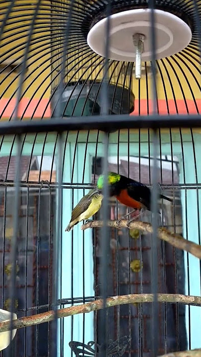 Konin Ngobra Isian Kapas Tembak dan Jenggot Super Mewah || Masteran Konin Kapas Tembak