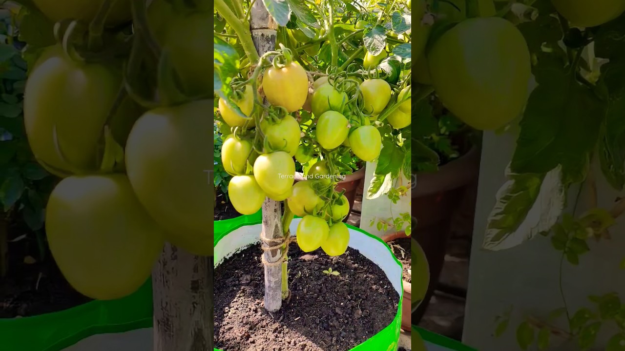 Home Grown Tomato 🍅