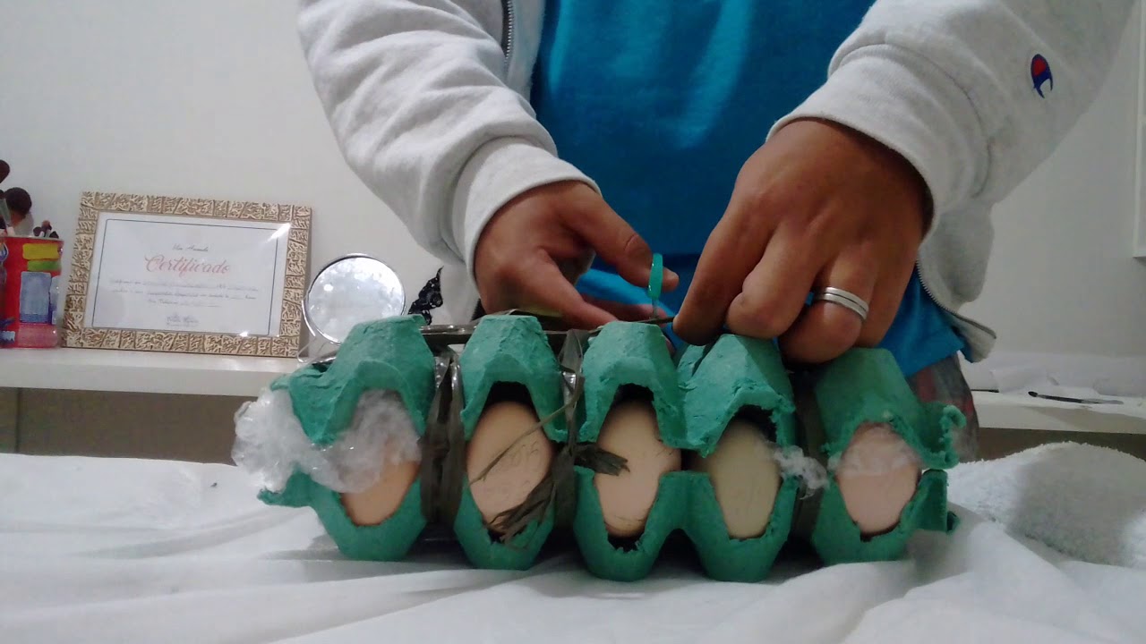 Ganhei ovos de indio gigante de um amigo アヴェスター