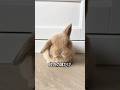 ロップイヤーのうさぎ