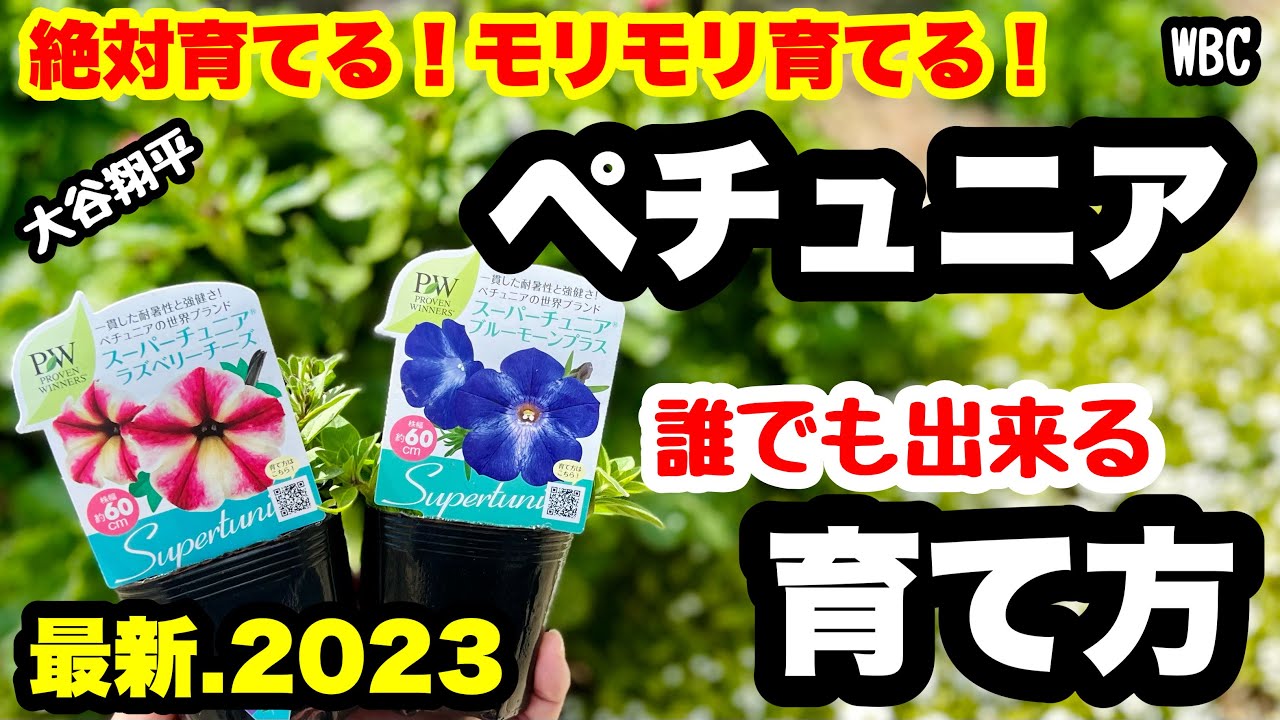 ◆皆んなで一緒に育てよう！【ペチュニア】モリモリの基本🌱大谷翔平くんもペチュニアを育てている！？