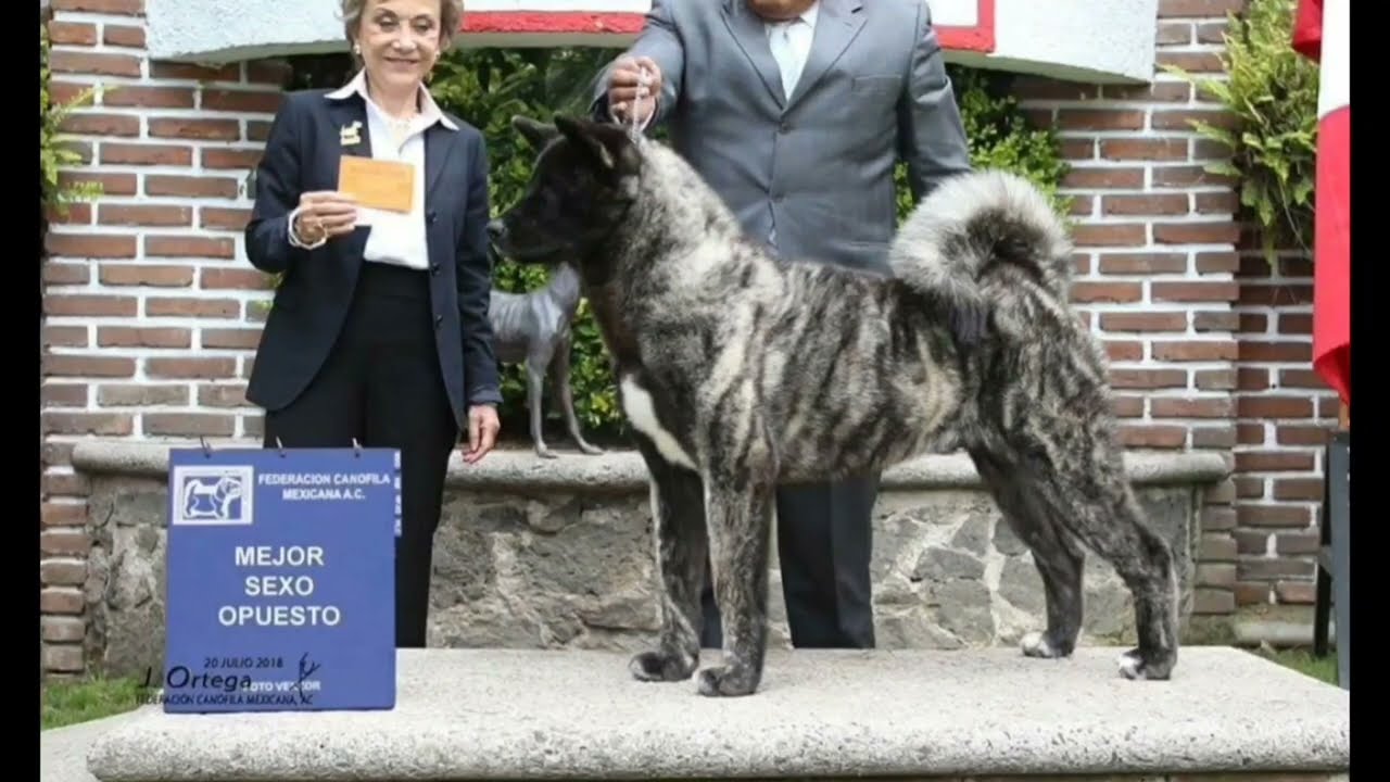 Criadores De Akita Americano En México