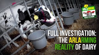 The Arlarming Reality of Dairy – Animal Justice Project