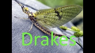 Incredible Memorial Day Green Drake