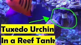 🐚 Cleanup Crew Critters: Tuxedo Urchin in a Reef Tank