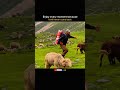 “Hidden Heaven in Pir Panjal ⛰️ | Peaceful Travel Vibes in Poonch, Jammu &amp; Kashmir 🌿 #NatureShorts”