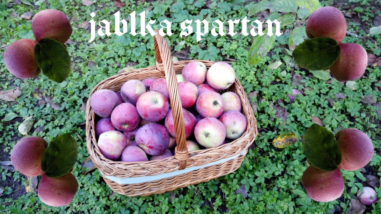 Jabloň Spartan - SKLIZEŇ JABLEK 🍎🌳