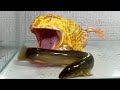 Eat a rampaging loach / Pacman frog , African bullfrog【LIVE FEEDING】