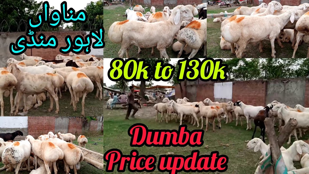 Dumba Lahore Manawa Mandi Dumba Price Update Qurbani 2022 Bakra Mandi