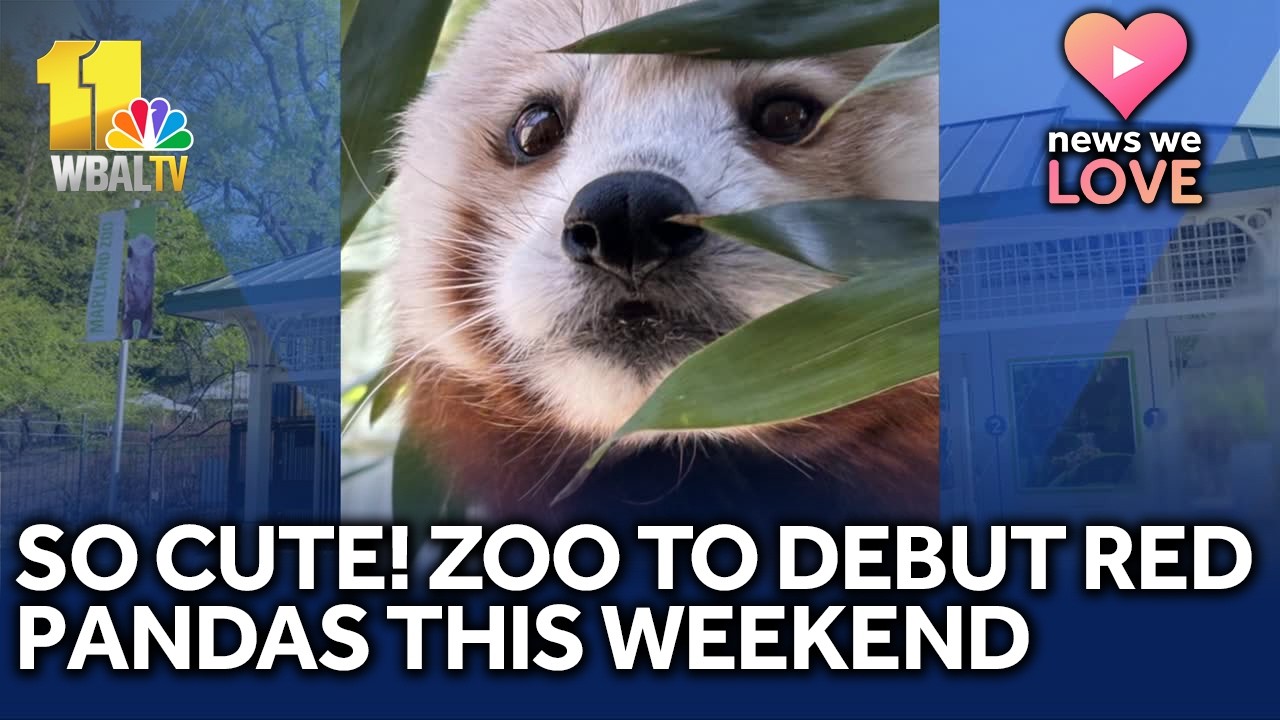 So cute! Red pandas to debut at the Maryland Zoo - YouTube