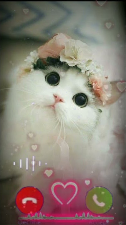 Cat phone message tone. vivo ringtone || SMS message ringtone || vivo trending ringtone Alart