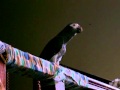 African Gray Parrot (Timneh) more talking.1