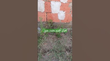القرآن الكريم بصوت جميل #قرآن #اكسبلور #تيك_توك #اكسبلورر