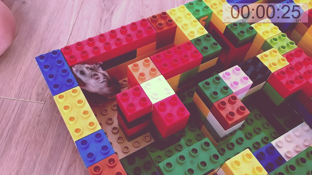 hamster maze diy easy hamster maze diy easy