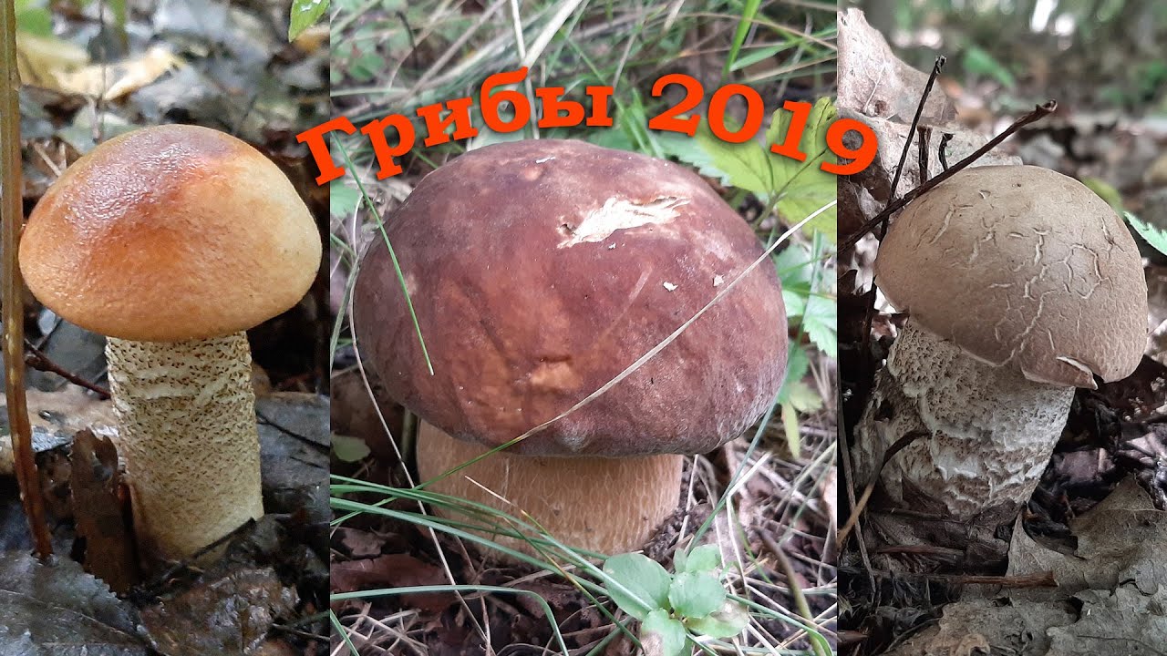 Грибы 2019 ! Белые грибы, подосиновики, подберезовики, поддубники ...