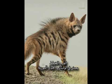 حيوانات لا تتوقع أنها تعيش في سوريا! #سوريا #حيوانات #طبيعة #syria