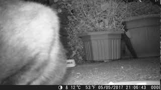 Trail Cam 0008