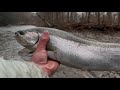 Steelhead release 