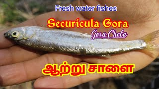  ஆற்று சாளை மீன்  ll Securicula Gora ll Gora Chela ll Fresh water Fishes ll