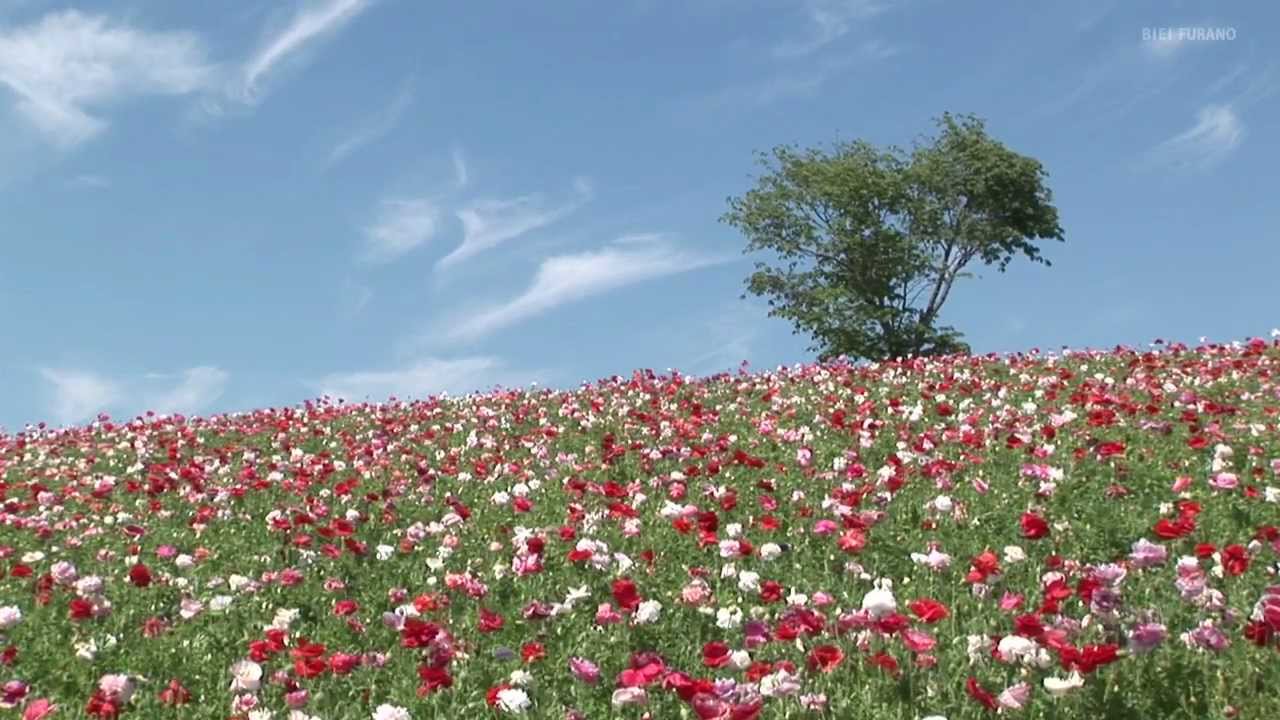 花のある風景 観光花畑編 菊地晴夫映像ライブラリーから Youtube