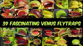 39 Fascinating Venus Flytrap VarietiesWith FactsCarnivorous